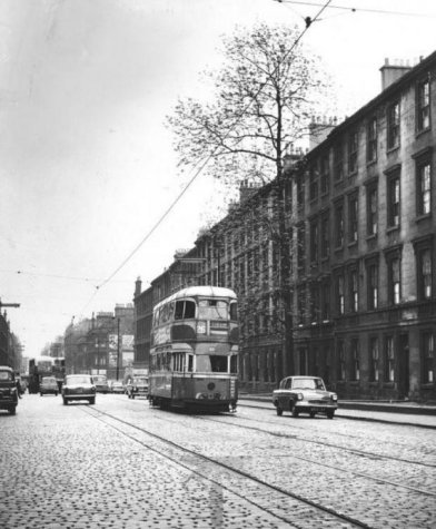 Argyle Street Tree